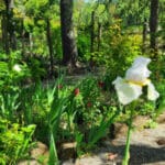 White iris in a sunlit garden with green trees, plants, and a gravel path in the background.