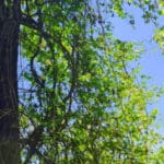 Sunlight filters through green leaves and branches of a tree against a clear blue sky.