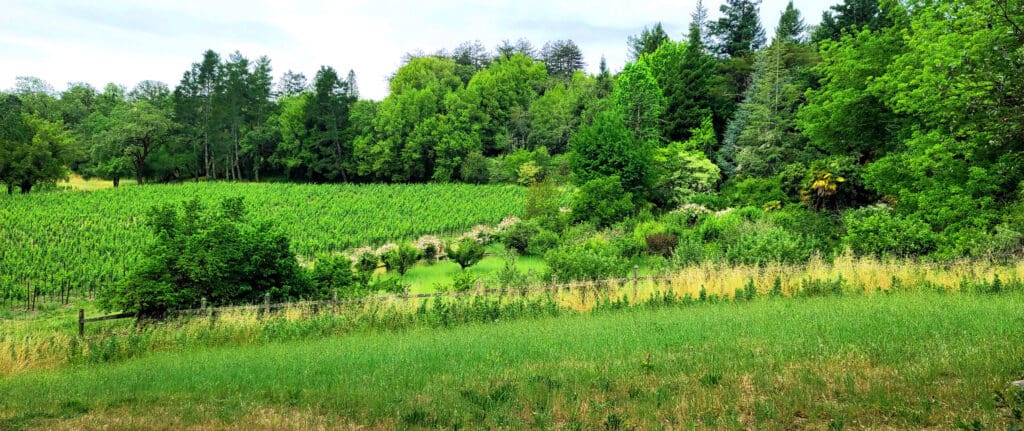 A lush green field with tall grass and dense trees in the background under a bright sky.