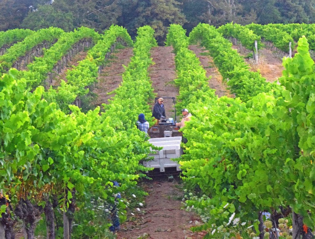 People harvest grapes in a green vineyard, loading bunches onto a white truck between vine rows.