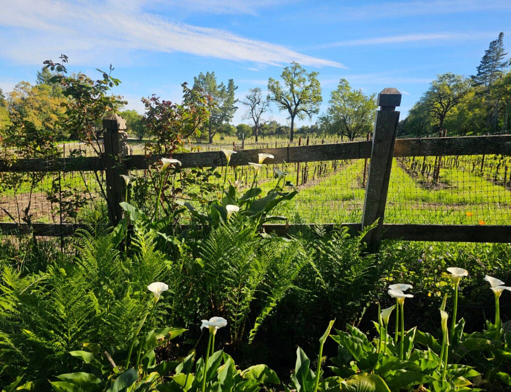 Wooden fence with white flowers and ferns in front of a sunny vineyard and trees under a blue sky.