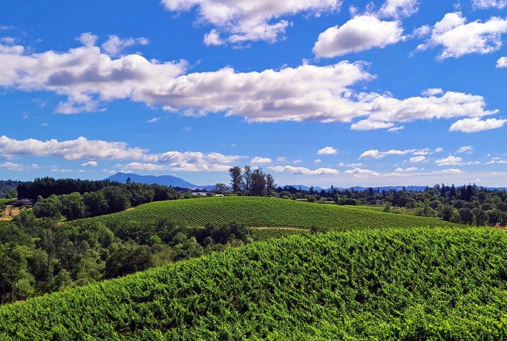 Rolling green hills with vineyards under a partly cloudy blue sky on a sunny day.