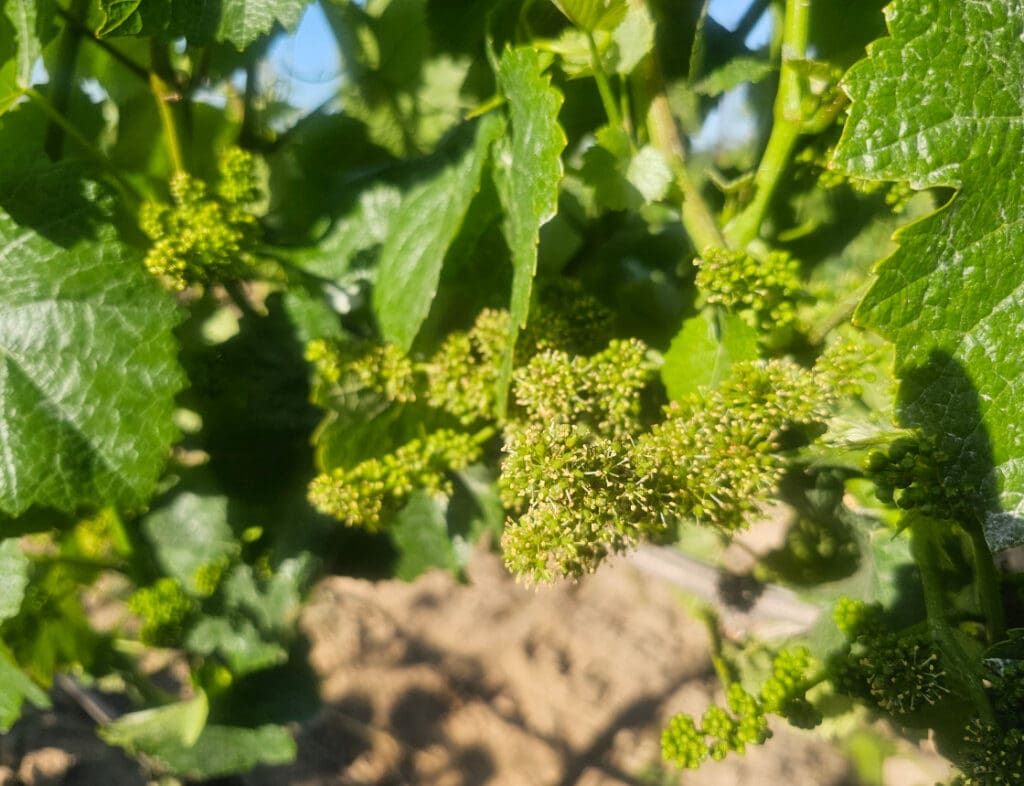 Young grape clusters growing on a vine, surrounded by green leaves in sunlight.