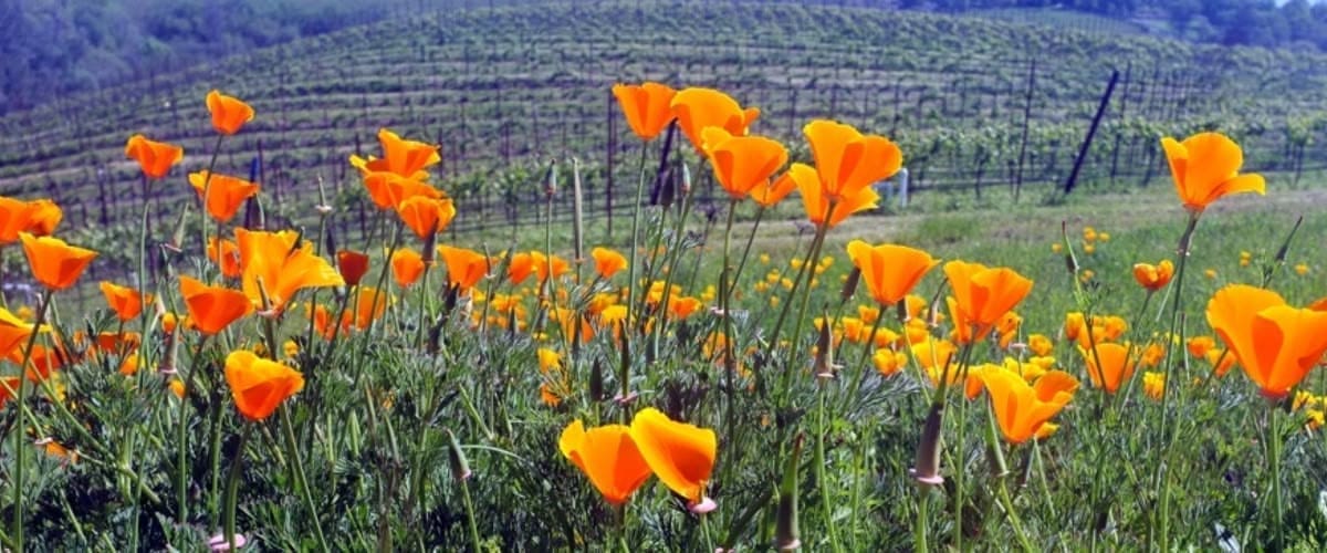 Bright orange California poppies blooming in a field with green vineyard hills in the background.