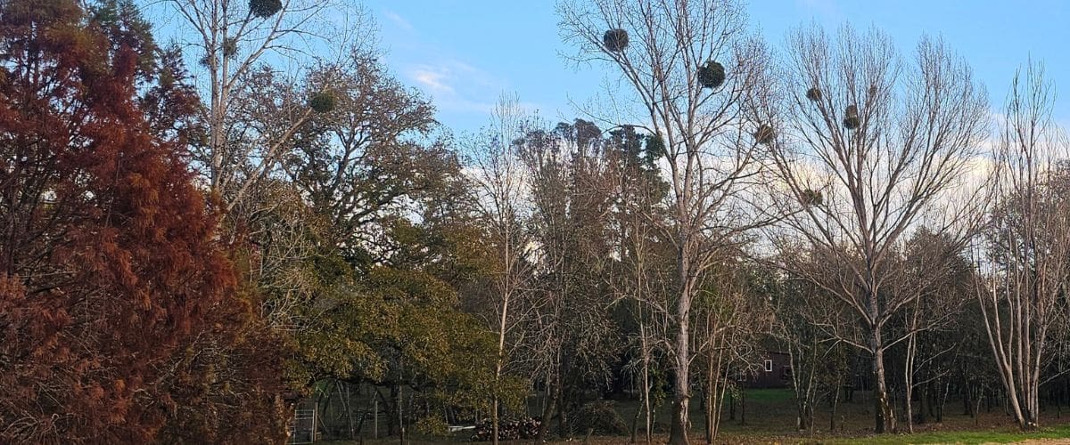 mistletoe-in-the-trees-at-iron-horse