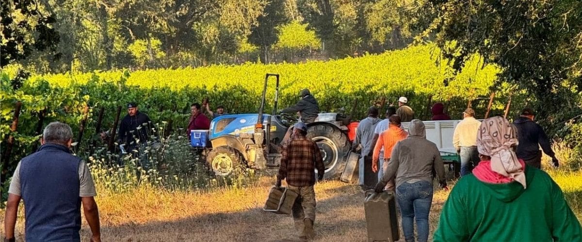 vineyard workers in the iron horse vineyards