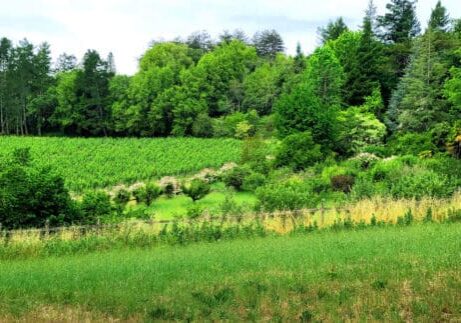A lush green field with tall grass and dense trees in the background under a bright sky.