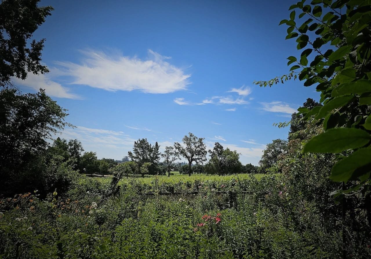A sunny field with green plants, trees, and a blue sky with wispy white clouds.