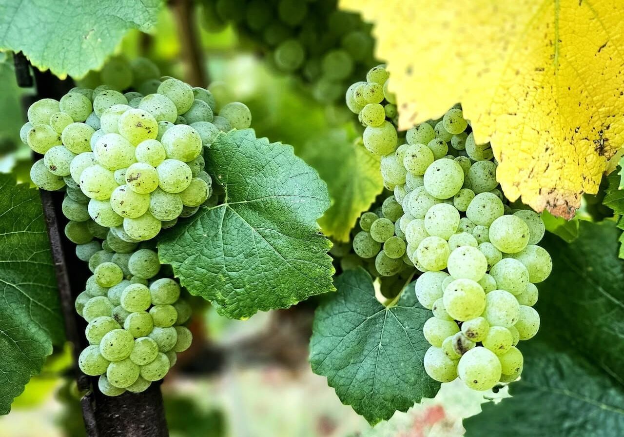 Clusters of green grapes hanging on vines, surrounded by large green and yellow leaves.