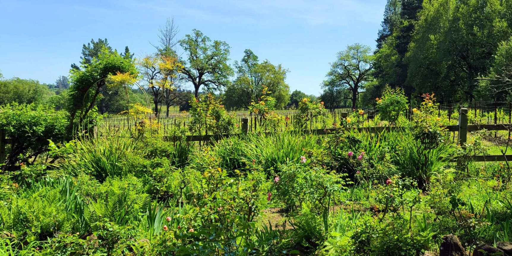 Lush green garden with flowering plants, trees, and a wooden fence under a clear blue sky.