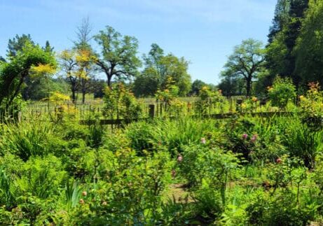 Lush green garden with flowering plants, trees, and a wooden fence under a clear blue sky.