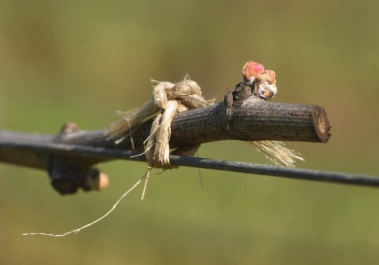 A grapevine bud beginning to sprout on a tied branch, with a blurred green background.