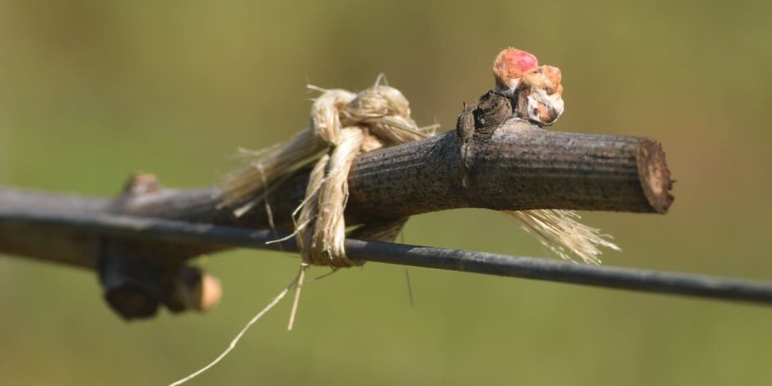A grapevine bud beginning to sprout on a tied branch, with a blurred green background.