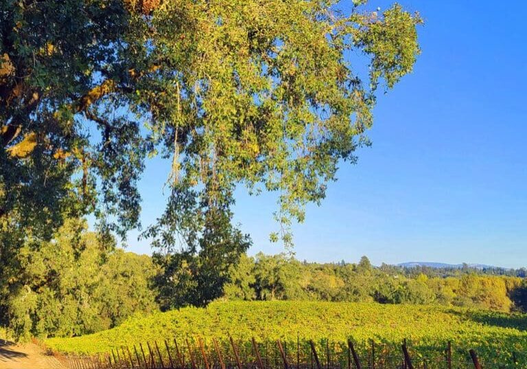 Vineyard under a clear blue sky with a large tree in the foreground and hills in the distance.