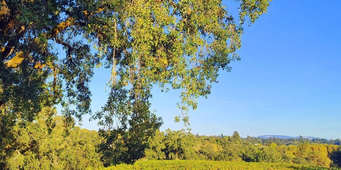 Vineyard under a clear blue sky with a large tree in the foreground and hills in the distance.