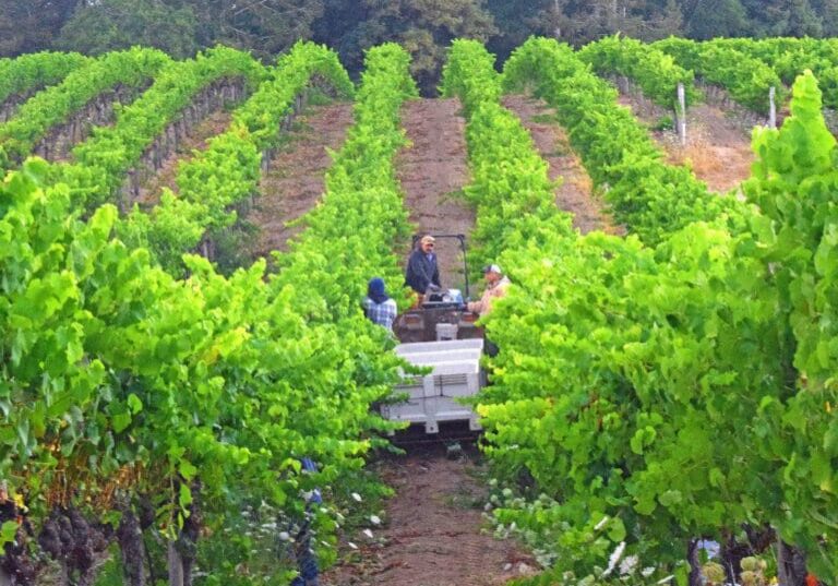 People harvest grapes in a green vineyard, loading bunches onto a white truck between vine rows.