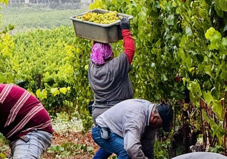 Harvest_Crew_Chardonnay_4x5
