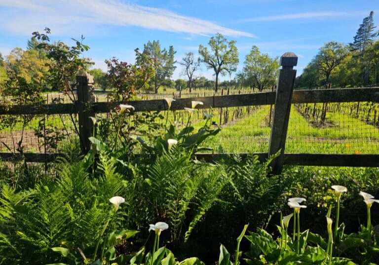 Wooden fence with white flowers and ferns in front of a sunny vineyard and trees under a blue sky.