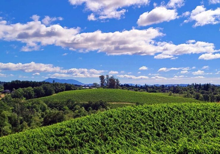 Rolling green hills with vineyards under a partly cloudy blue sky on a sunny day.