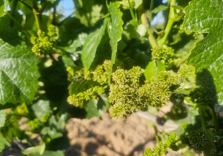 Young grape clusters growing on a vine, surrounded by green leaves in sunlight.
