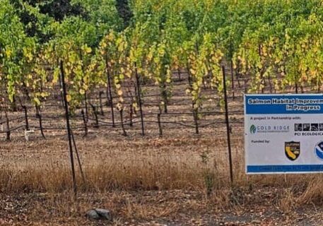 A vineyard with a sign reading Salmon Habitat Improvement Project in Progress and partner logos.