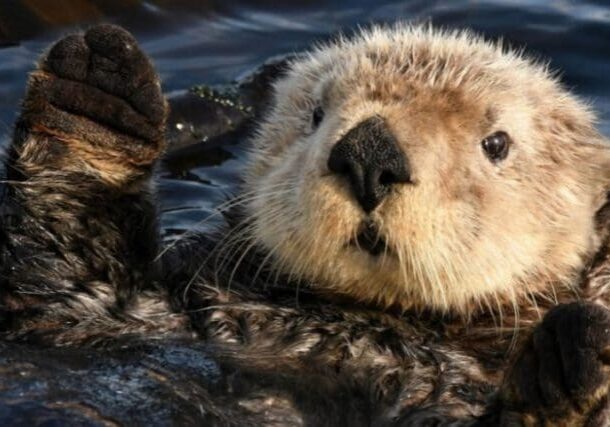 A sea otter floats on its back in the water, raising a paw and looking toward the camera.
