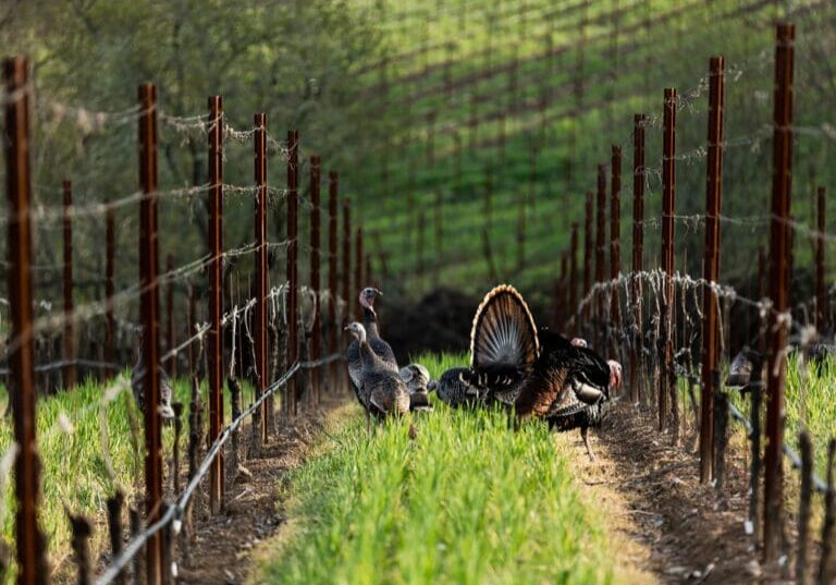 Wild turkeys walk between rows of grapevines in a green vineyard on a sunny day.