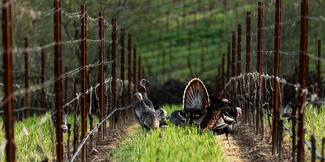 Wild turkeys walk between rows of grapevines in a green vineyard on a sunny day.