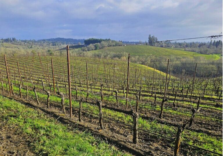 Rows of grapevines on a sunny hillside vineyard with rolling green hills in the background.
