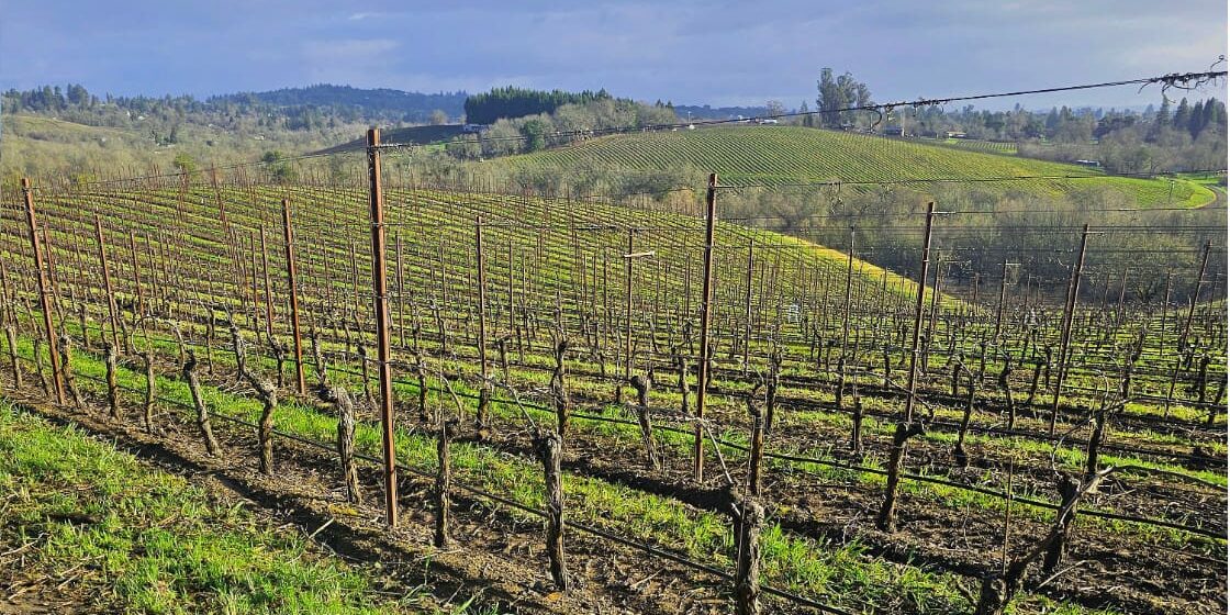 vineyards-in-winter Rows of grapevines on a sunny hillside vineyard with rolling green hills in the background.
